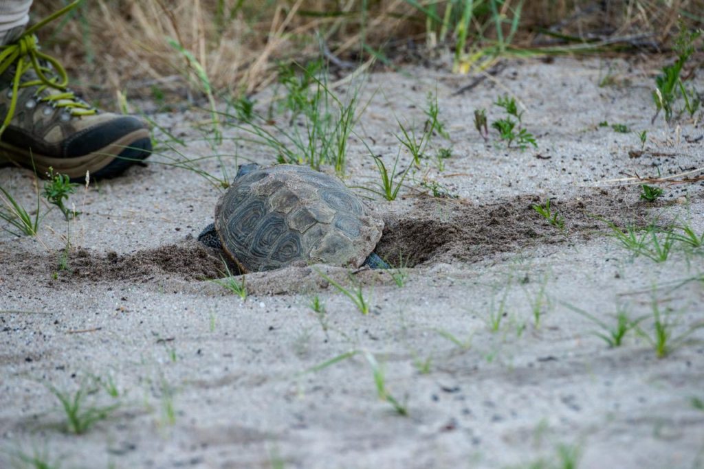 Apr 23: “protecting Our Natural Environment: Eastham Conservation 